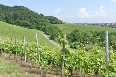 SH3 - Hohenhaslacher Wein-Wald-Weg