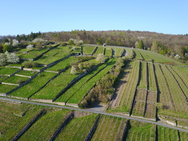 Historische Weinlandschaft "Geigersberg" in Ochsenbach