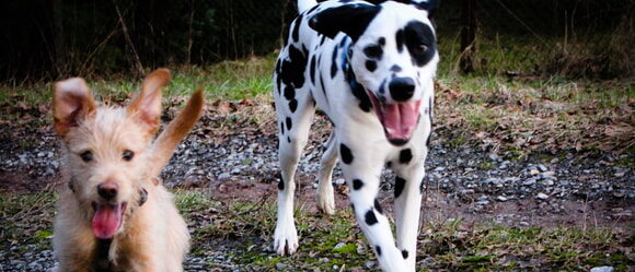 Wichtiger Hinweis zum Hundesteuerbescheid 2025